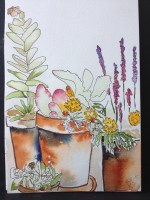 Pots of Succulants