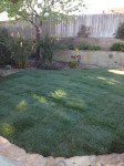 Finished lawn