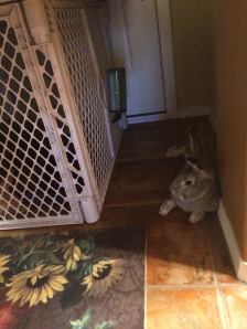 Dusty keeping guard!