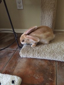 Bubbles getting use to her new home.