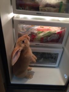 Bubbles looking for food in all the wrong places!