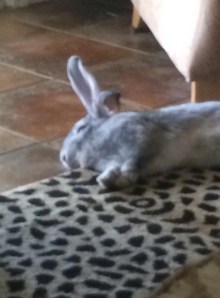 Dusty patiently waiting to officially meet Bubbles!