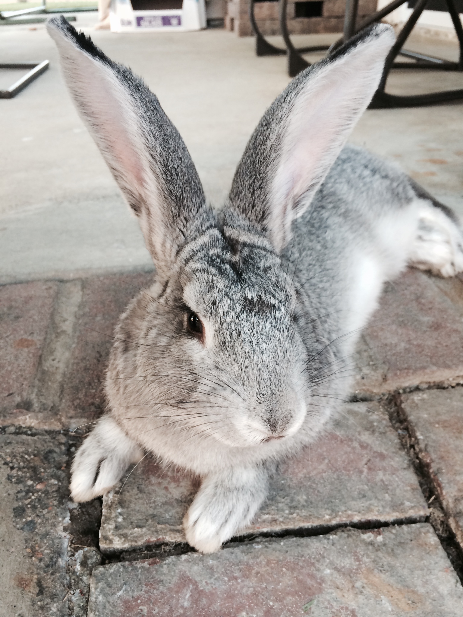 Dusty the Giant Flemish Rabbit