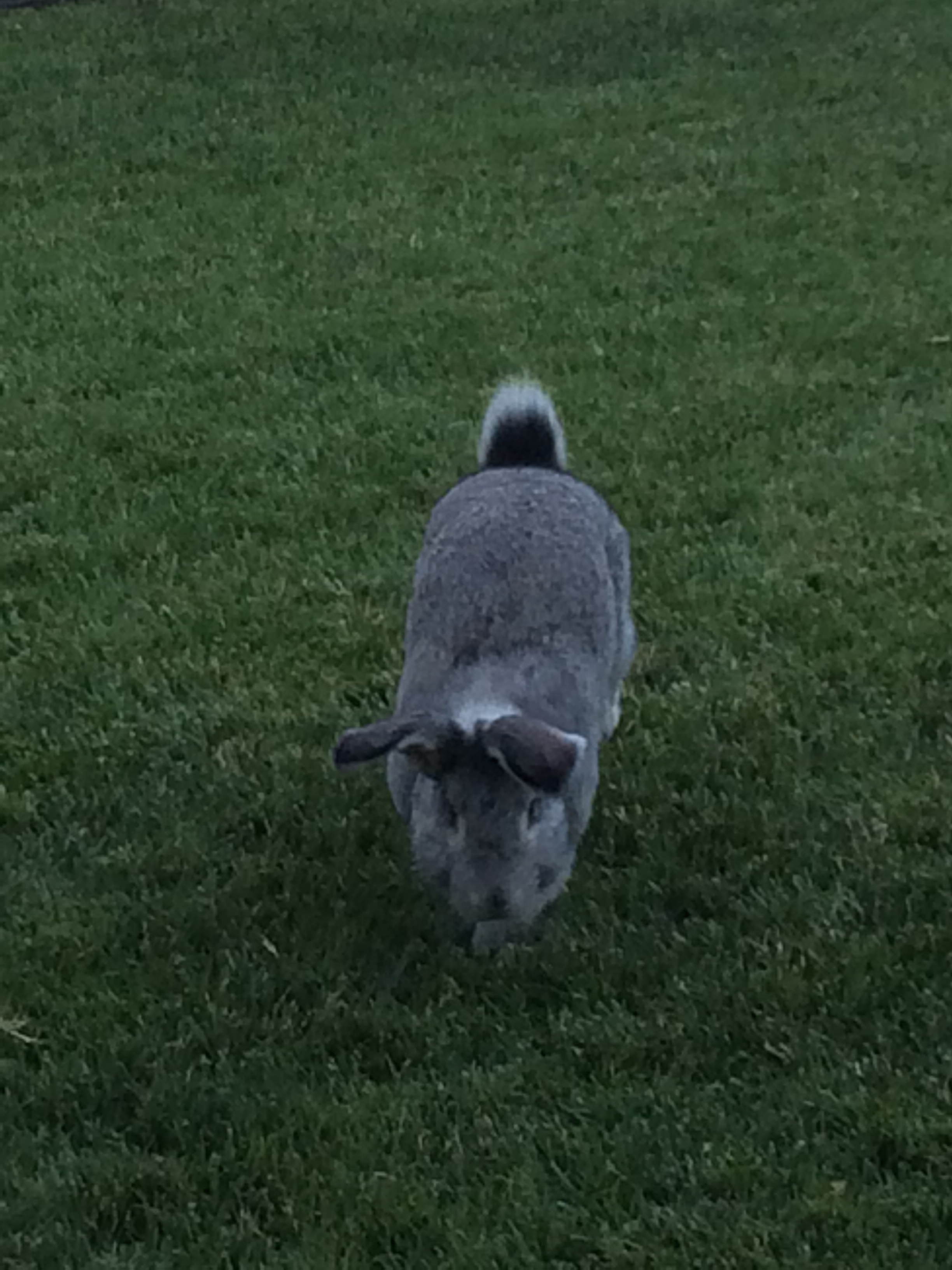 Dusty on his way to trimming yards!