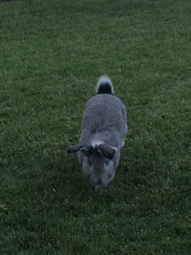 Dusty on his way to trimming yards!