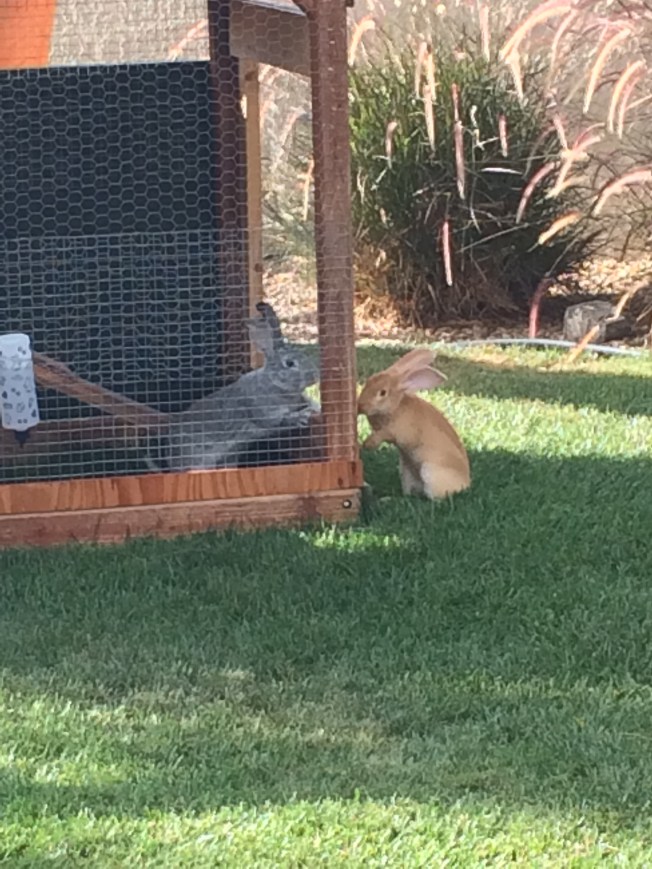 Dusty & Bubbles meet!