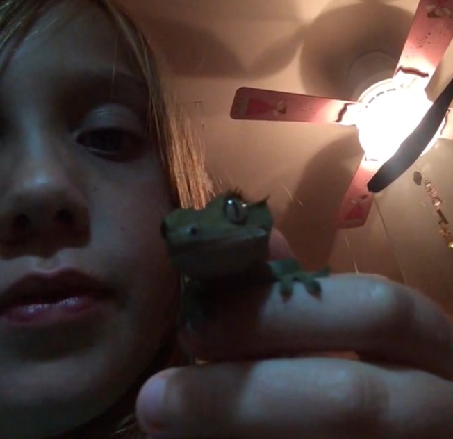 Crush the little gecko without a tail 