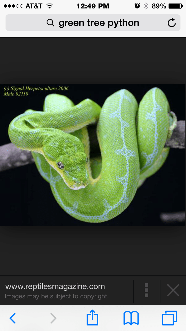 Green Tree Python...... Not great pets especially for an 8 year old!