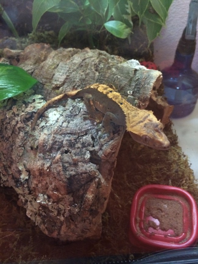 Megan or "Meg" as she will be called