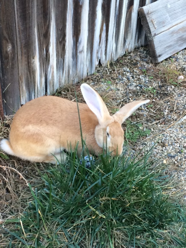 Bubbles 6 months old