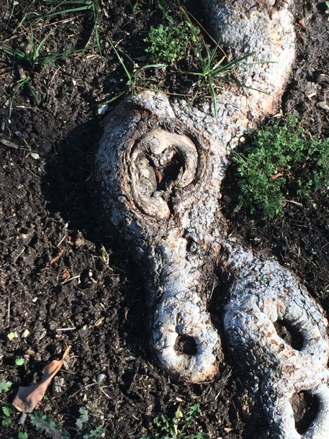 Just plain old roots sticking up...they look like a rachet!