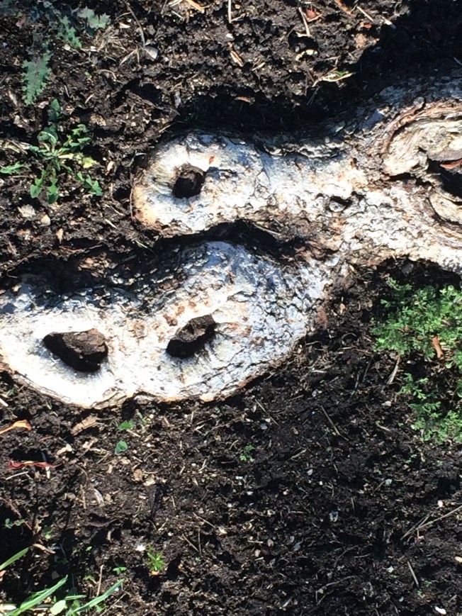 These roots look like a mask to me.