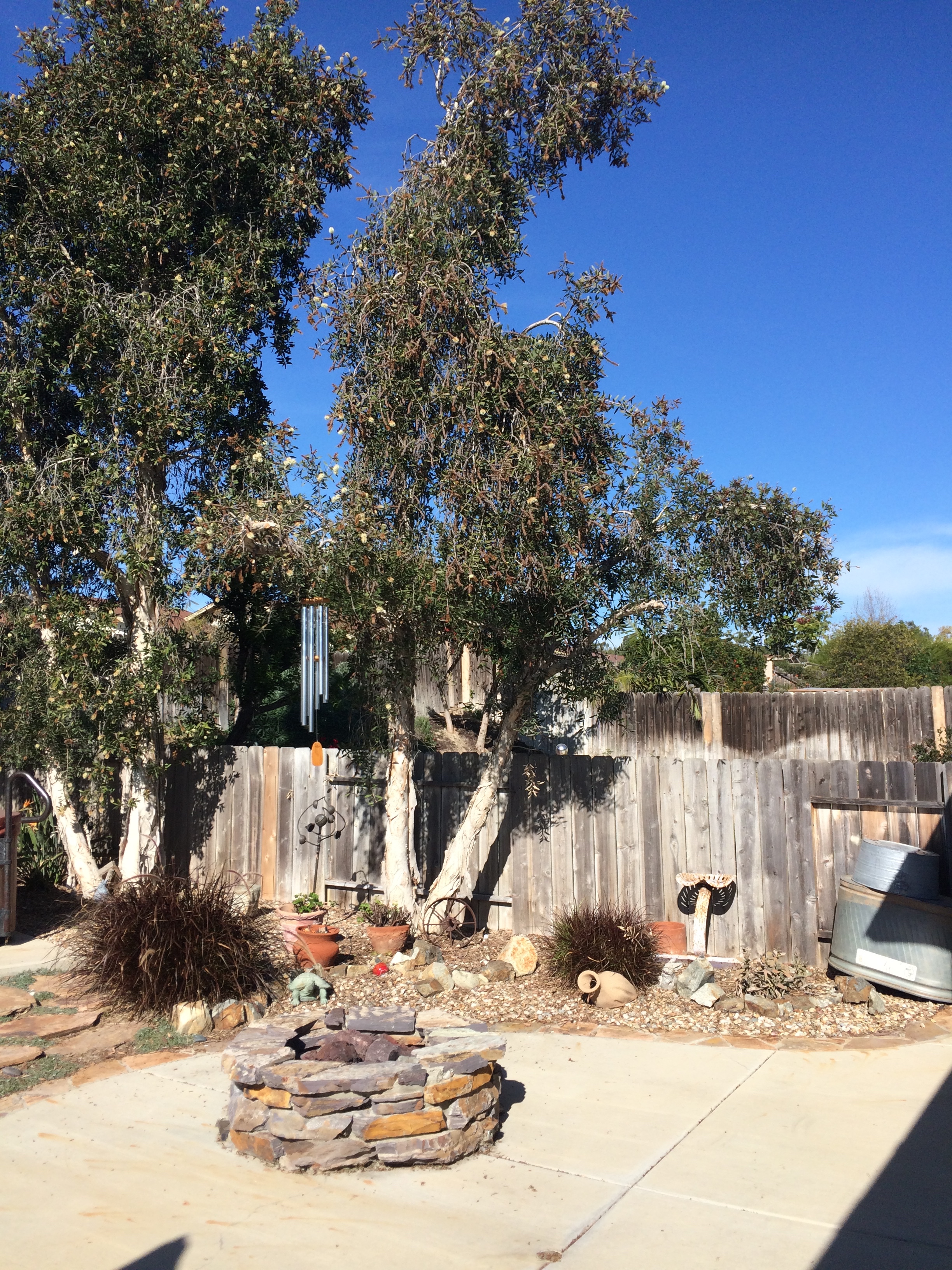 Our Mela Luka trees after our big storm.  We lost a big limb, & had to cut many off.
