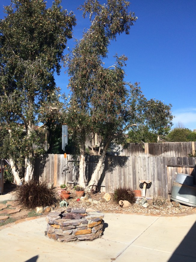 Our Mela Luka trees after our big storm.  We lost a big limb, & had to cut many off.