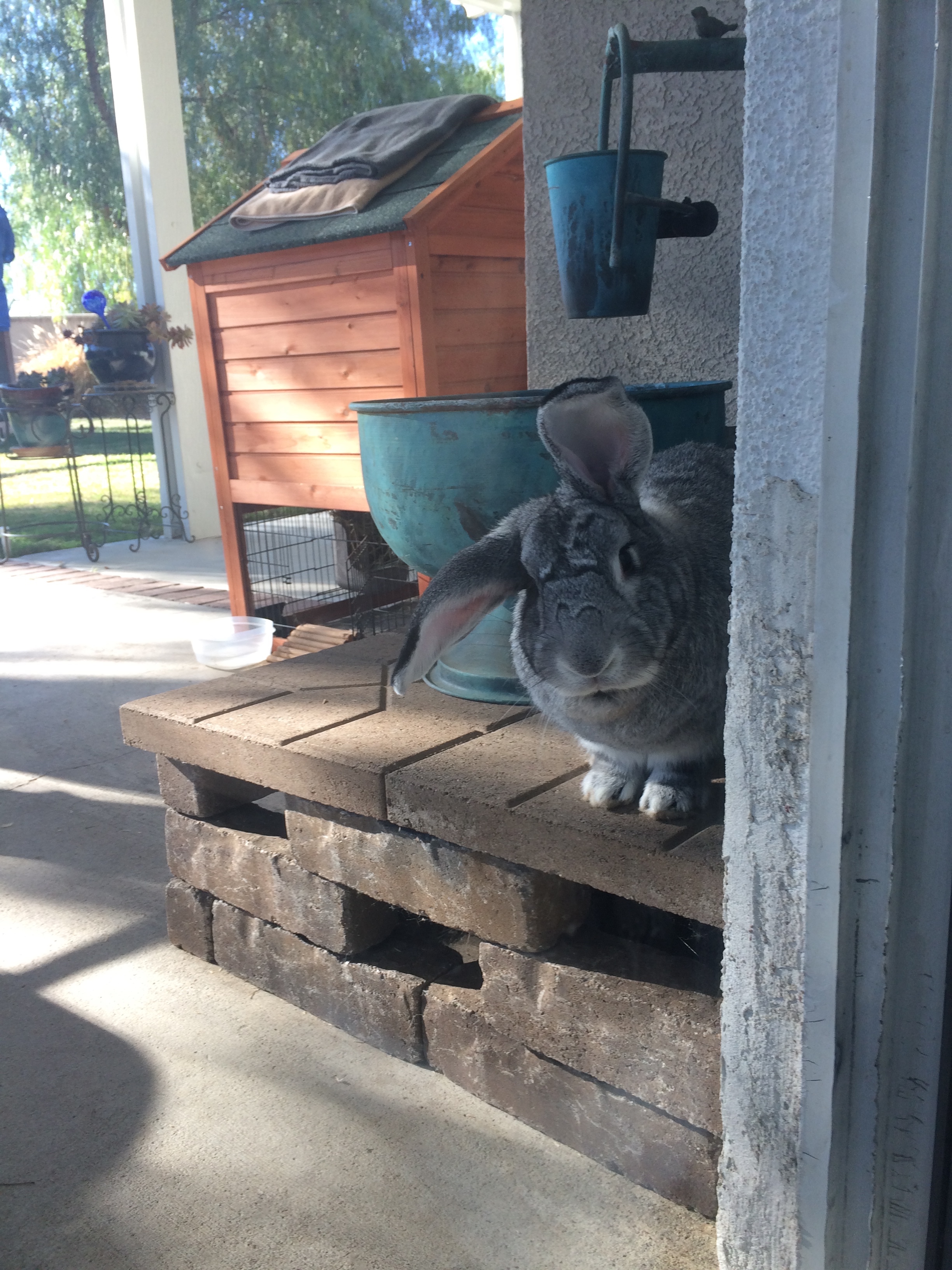 Dusty checking up on his humans!