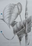 “Foliage – Mindo Memories” pencil  I recall sitting on the restaurant steps as I waited on friends to arrive.  A little dog crept up from behind and nudged my ear.  The owner, sitting behind, suddenly chuckled s I stopped drawing and gave the little puppy some&nbsp;attention.