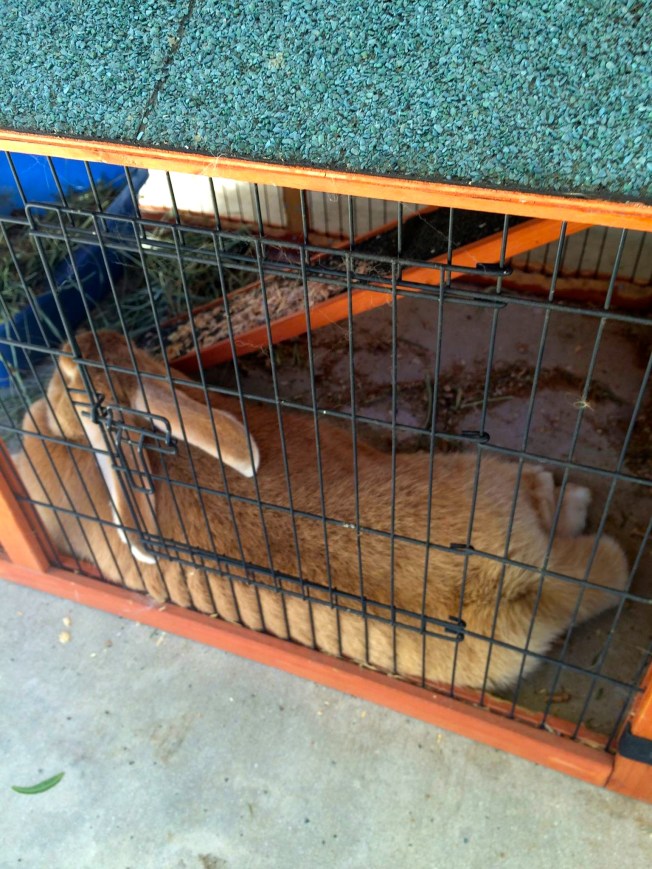 Bubbles in her birthing cage