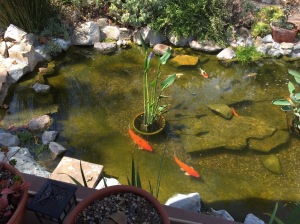 Auntie Barbara's Koi pond