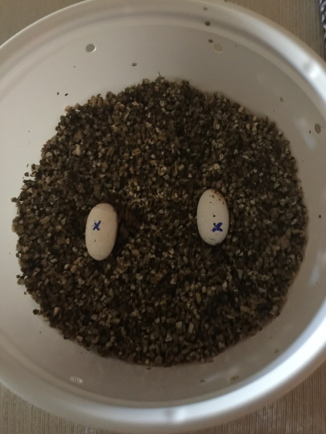 Gecko eggs