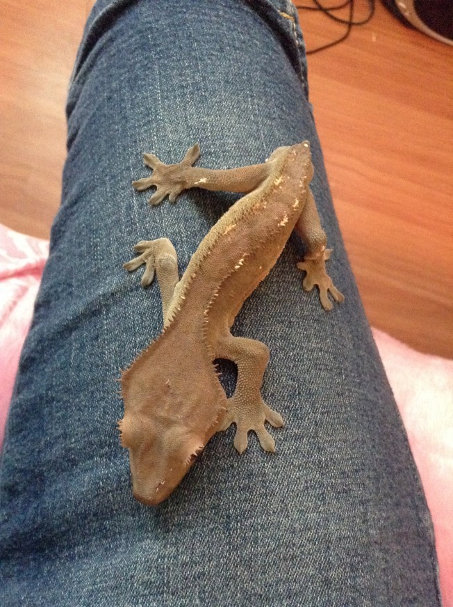 Crunch The Little Gecko without a tail