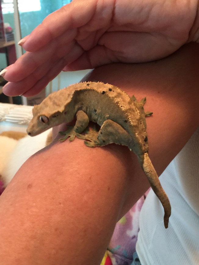 Megan the momma Gecko