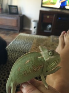 Phoenix the chameleon 