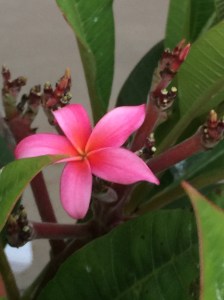 Plumaria