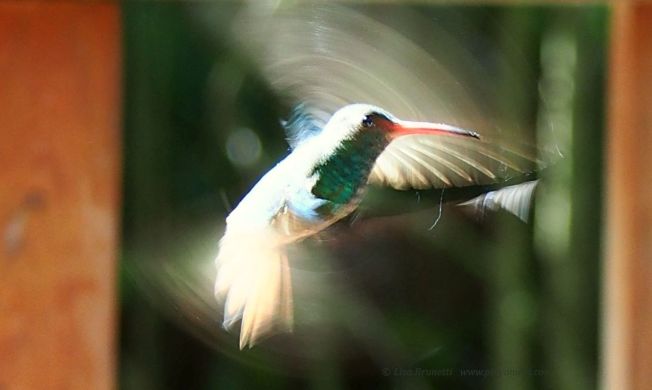 How's this for whirrrrrring of wings?  Where's Barb, btw?