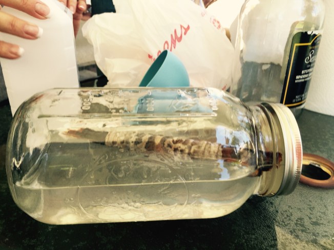 Snake Skin going into jar for tanning.