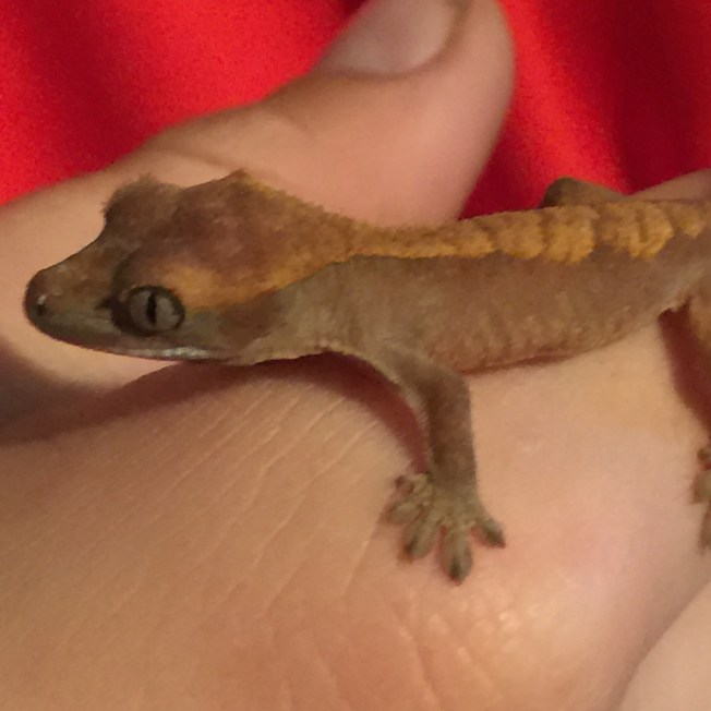 Baby gecko - no name