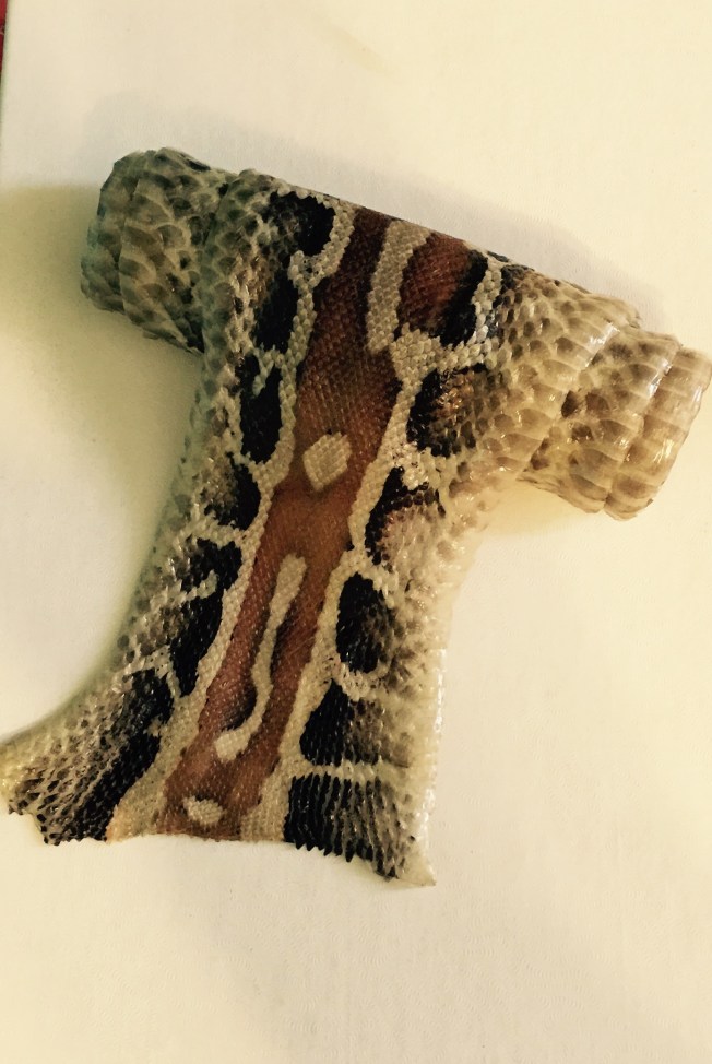 Snake skin after tanning.