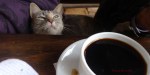 The people’s favorite: Coffee&nbsp;Cat!
