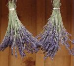 drying-lavender