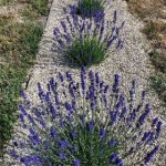 Photo_Jul_12_10_30_59_AM